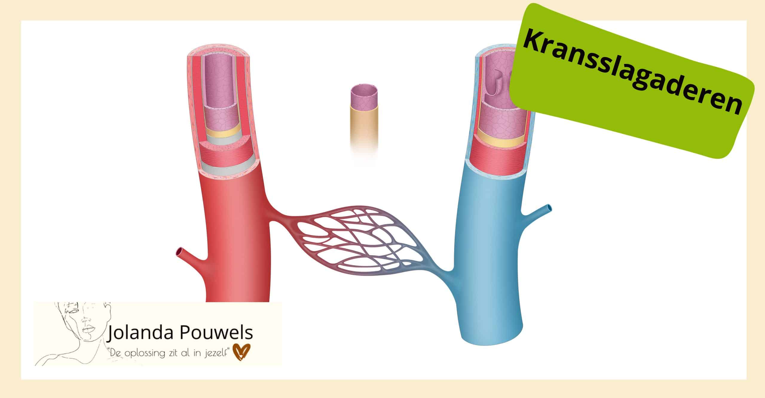 Tekening van een kransader en kransslagader die met elkaar in verbinding staan. De ene buitenkant van de ader is rood gekleurd en de andere blauw. Rechtsboven in een groene vorm staat het woord "Kransslagaderen." Linksonder is het logo met de naam "Jolanda Pouwels" en de zin "De oplossing zit al in jezelf."